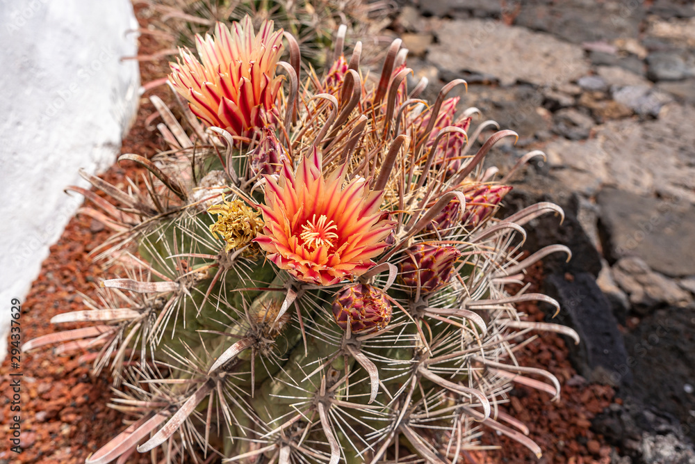 One of the many beautiful flowering cacti in the park Jardin de Cactus, Lanzarote, Spain One of the many beautiful flowering cacti in the park Jardin de Cactus, Lanzarote, Spain