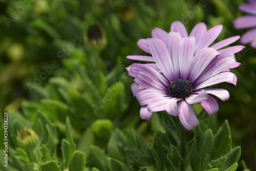 marguerite fleur mauve violette