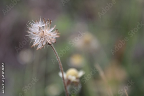 dried flower