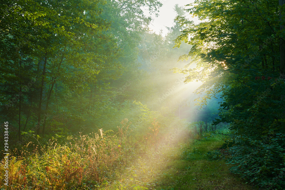Fototapeta premium Beautiful morning in the forest