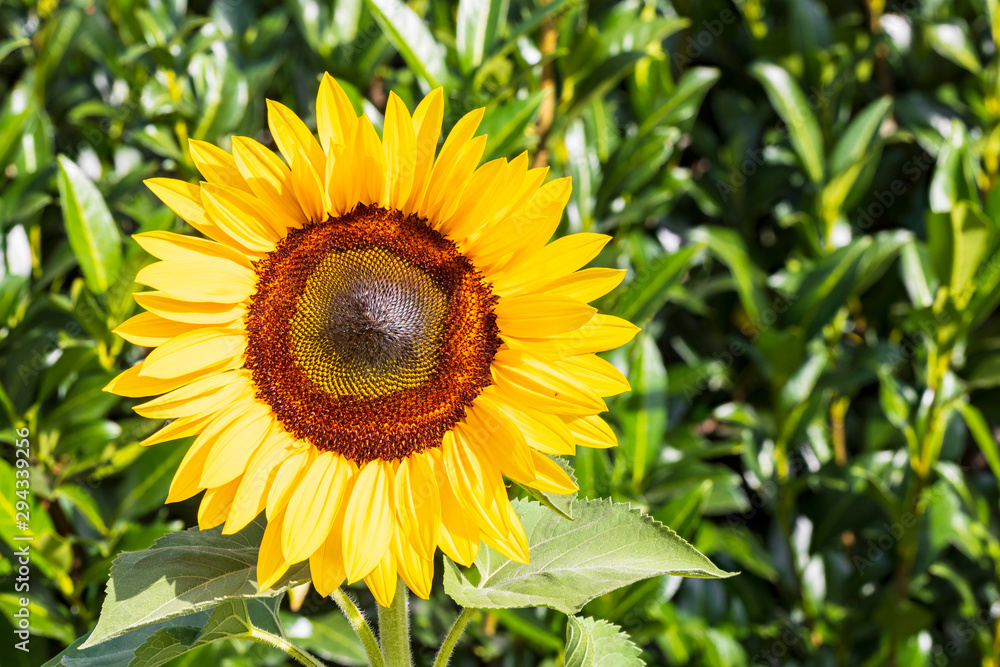 Sonnenblume im Garten im Hintergrund grüner Wacholder Sonnenblume im Garten im Hintergrund grüner Wacholder