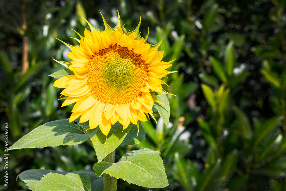 Eine Sonnenblume im Garten mit grünem Wacholder im Hintergrund Eine Sonnenblume im Garten mit grünem Wacholder im Hintergrund