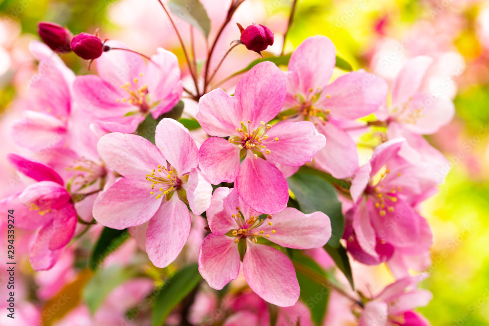 Obraz premium Pink flowers blossom apple tree close-up. Branch with crab flower, blooming apple orchard