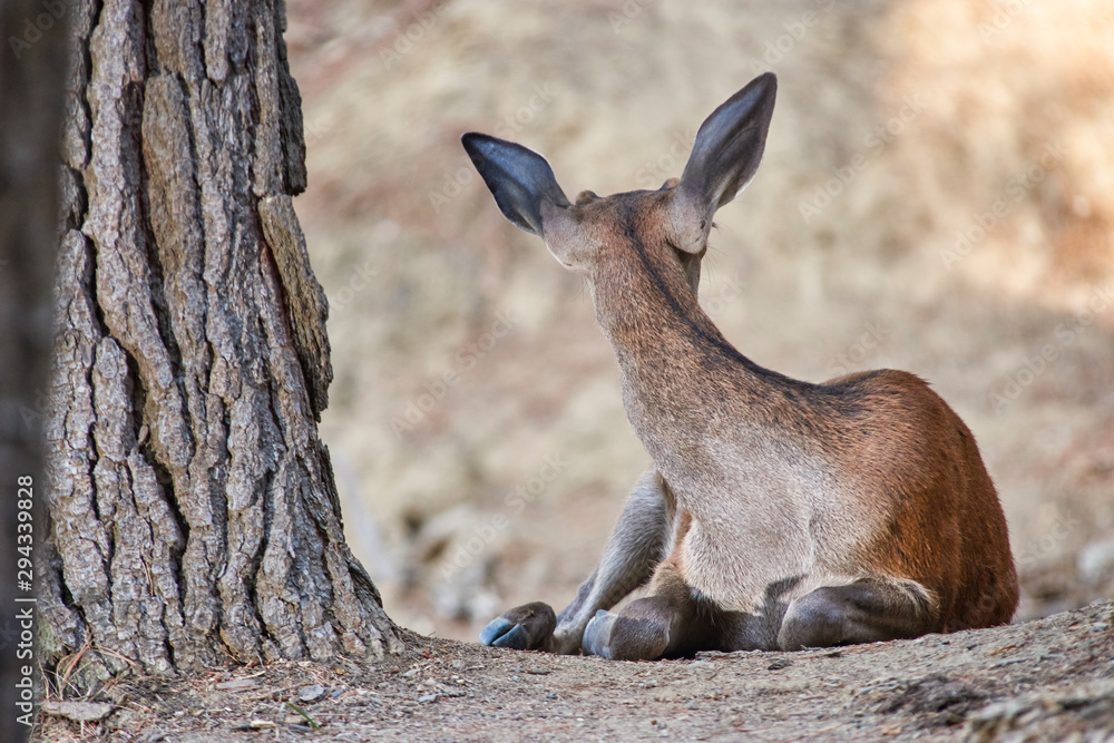 Fototapeta premium Young deer resting. Sierra de las Nieves Natural Park. Malaga, Spain