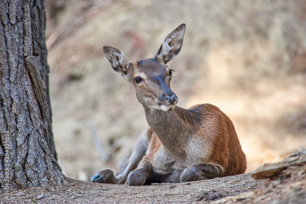 Young deer resting. Sierra de las Nieves Natural Park. Malaga, Spain