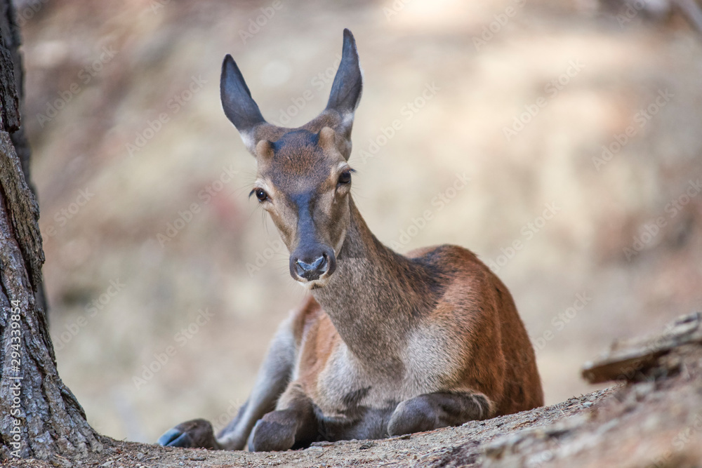 Fototapeta premium Young deer resting. Sierra de las Nieves Natural Park. Malaga, Spain