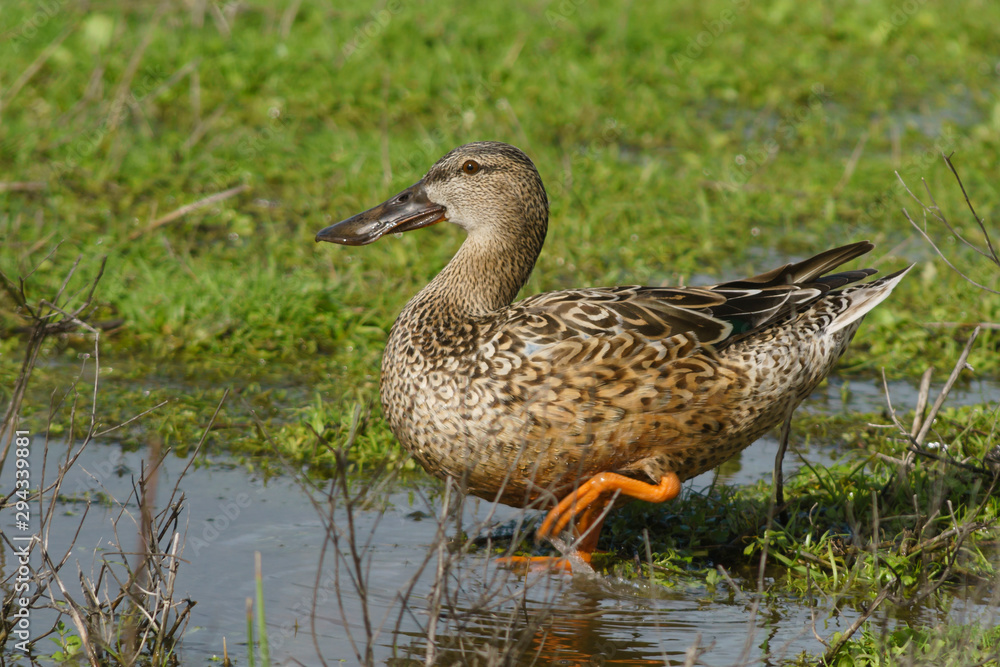 Female common spoon duck (anas clypeata) in the lagoon of Fuente de Piedra, Malaga. Spain Female common spoon duck (anas clypeata) in the lagoon of Fuente de Piedra, Malaga. Spain