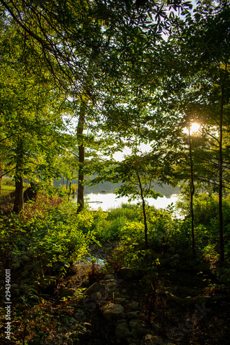 sun in the forest