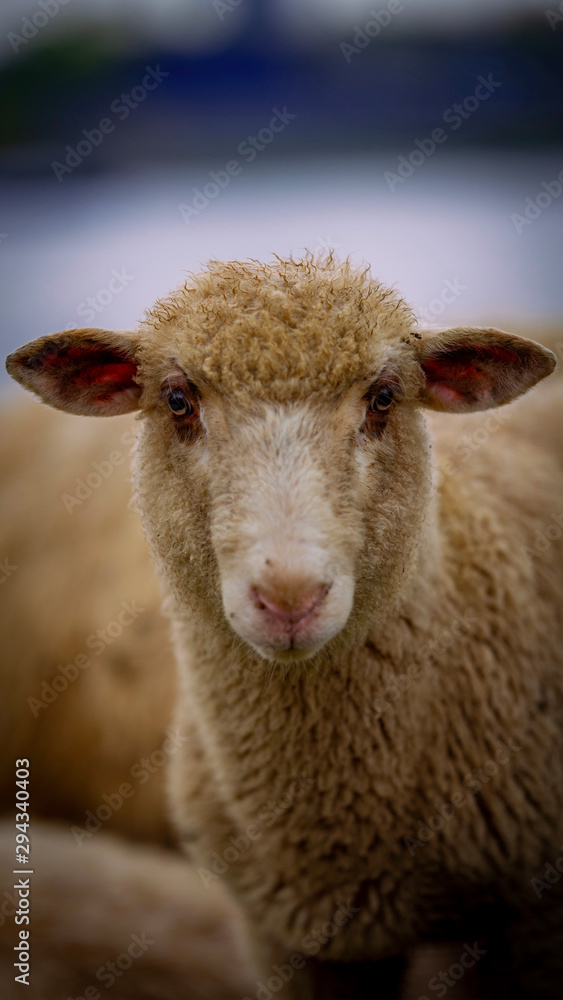 Mr. Sheep on the farm