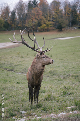 deer in the forest