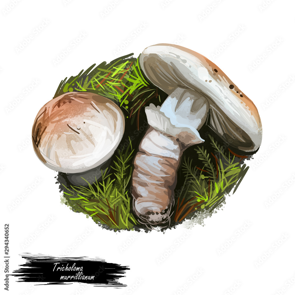 Tricholoma murrillianum ponderosa, pine mushroom, and Western matsutake. Edible mushroom of