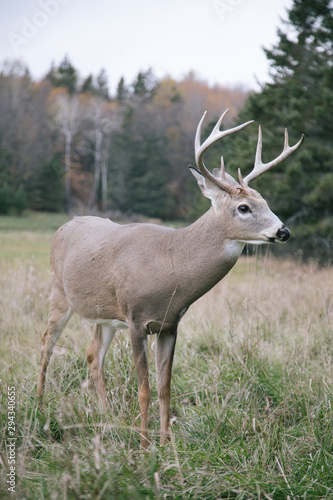 deer in the forest © federico