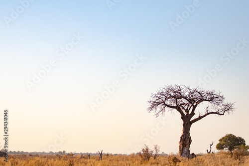 Baobab tree in an African savanna landscape at sunset. sunsets in africa, typical african savannah landscape with baobabs and bush. Adventure holidays in Africa with safari in the wild nature reserve