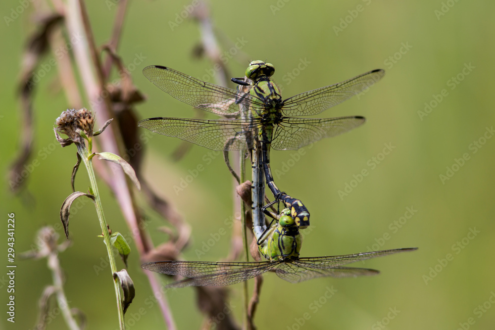 A pair of Emperor Dragonfly or Blue Emperor (Anax imperator) copulate A pair of Emperor Dragonfly or Blue Emperor (Anax imperator) copulate
