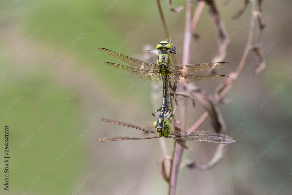 A pair of Emperor Dragonfly or Blue Emperor (Anax imperator) copulate A pair of Emperor Dragonfly or Blue Emperor (Anax imperator) copulate