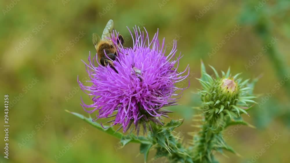 bee on purple burdock flower on summer meadow at sunny day 