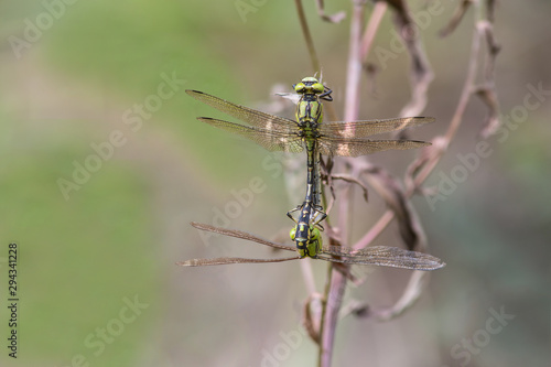 A pair of Emperor Dragonfly or Blue Emperor (Anax imperator) copulate