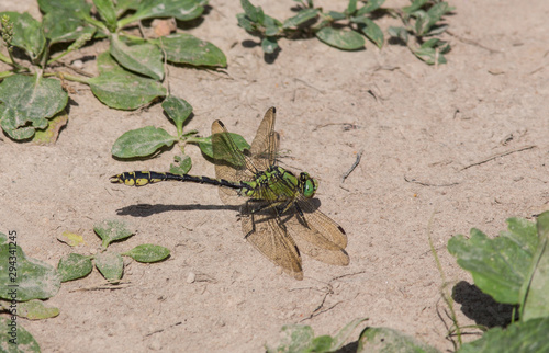 Emperor Dragonfly or Blue Emperor (Anax imperator) sitting on dry ground