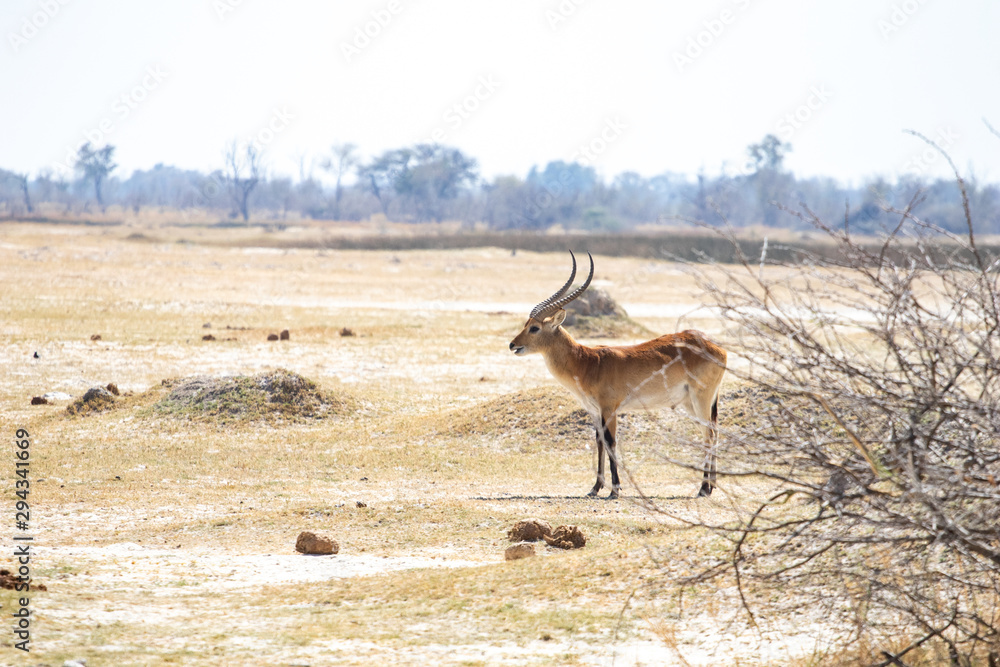 Fototapeta premium Red lechwe (Kobus leche) in savanna Botswana. Antelope kobus, tipical herbivore in south africa. Lechwe during game drive safari, prey for lions and leopards