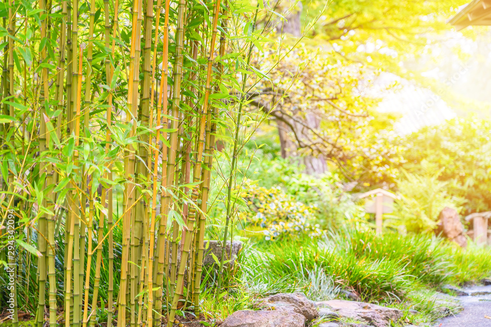 Fototapeta premium Bamboo Trees in Japanese Tea Garden with sunlight.