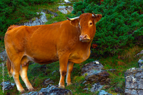 france,hautes pyrénées : estaube cow © JONATHAN