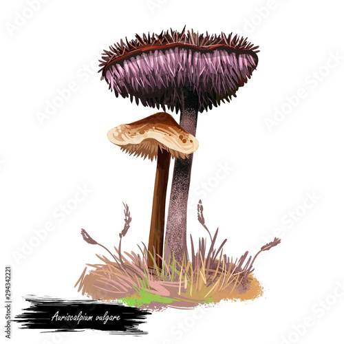 Auriscalpium vulgare, pinecone and cone tooth mushroom closeup digital art illustration. Boletus has fibrous body and cap. Mushrooming season, plant of gathering plants growing in wood and forest photo