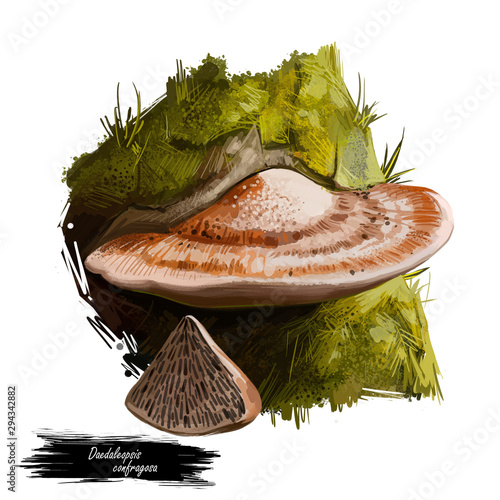Bilde på lerret Daedaleopsis confragosa, thin walled maze polypore or blushing bracket mushroom closeup digital art illustration