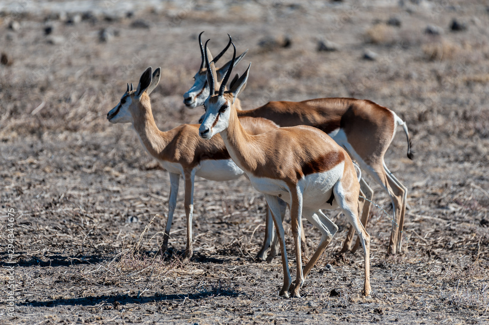 Closeup of a herd of Impalas - Aepyceros melampus- grazing on the plains of Etosha National Park, Namibia. Closeup of a herd of Impalas - Aepyceros melampus- grazing on the plains of Etosha National Park, Namibia.