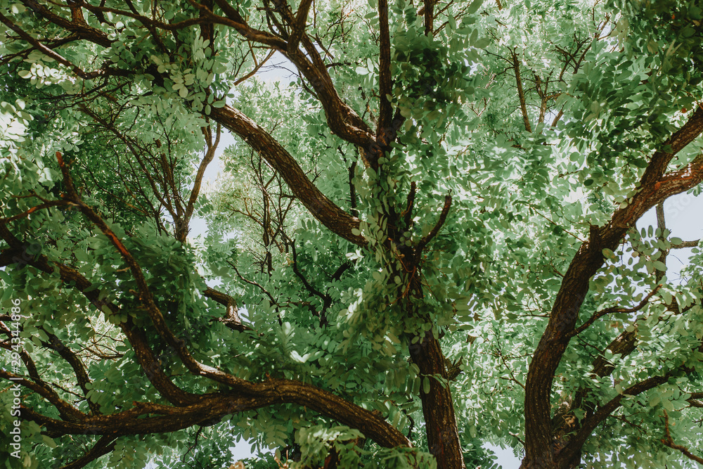 Fototapeta premium tree canopy background