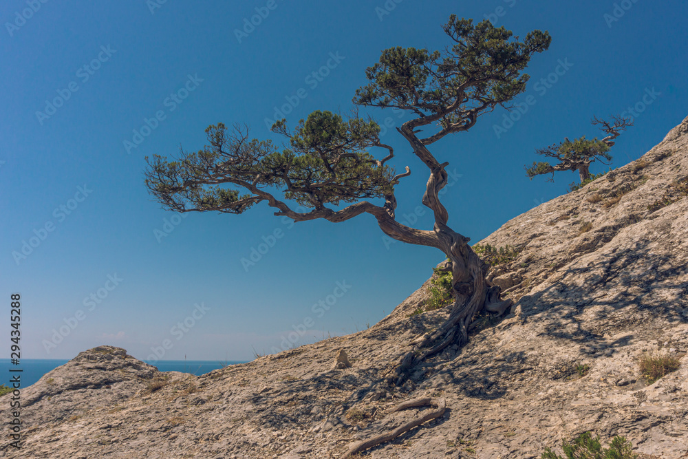 Crimean Pine-tree on the top of Mount Karaul-Oba Crimean Pine-tree on the top of Mount Karaul-Oba