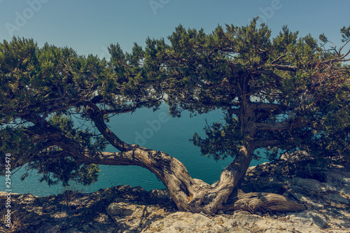 Crimean juniper bushes on the top of Mountain Karaul-Oba