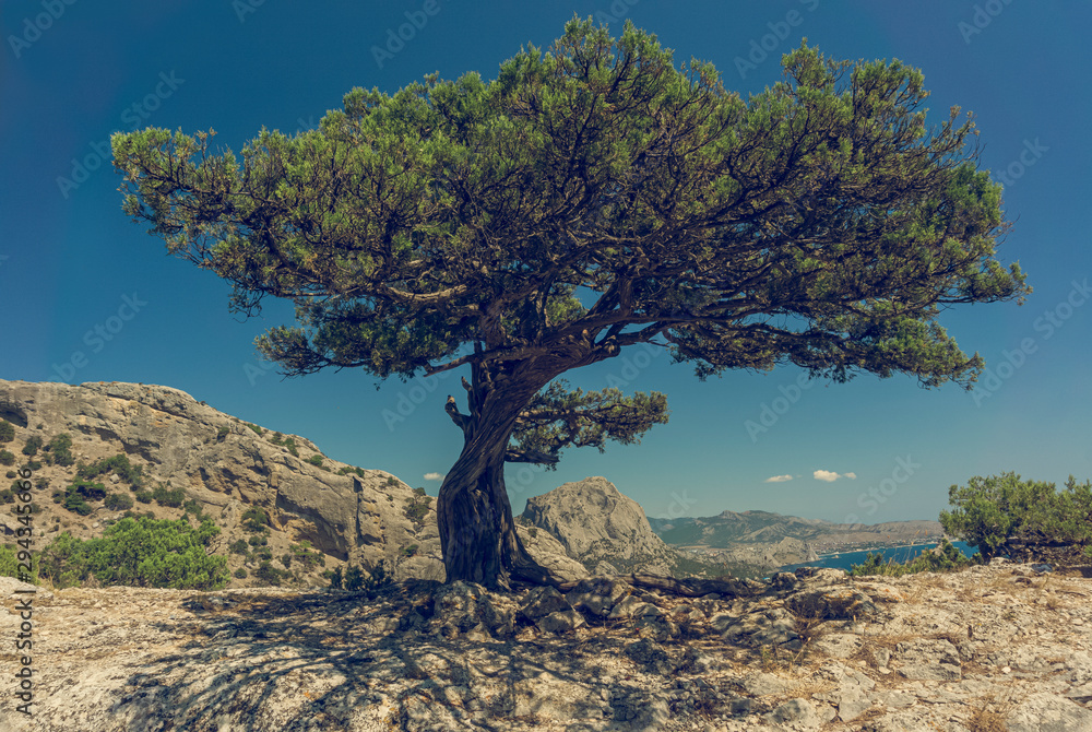 Crimean Pine-tree on the top of Mount Karaul-Oba Crimean Pine-tree on the top of Mount Karaul-Oba
