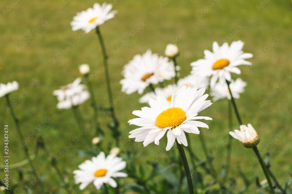 White flowers in the garden with bright nature light. White flowers in the garden with bright nature light.