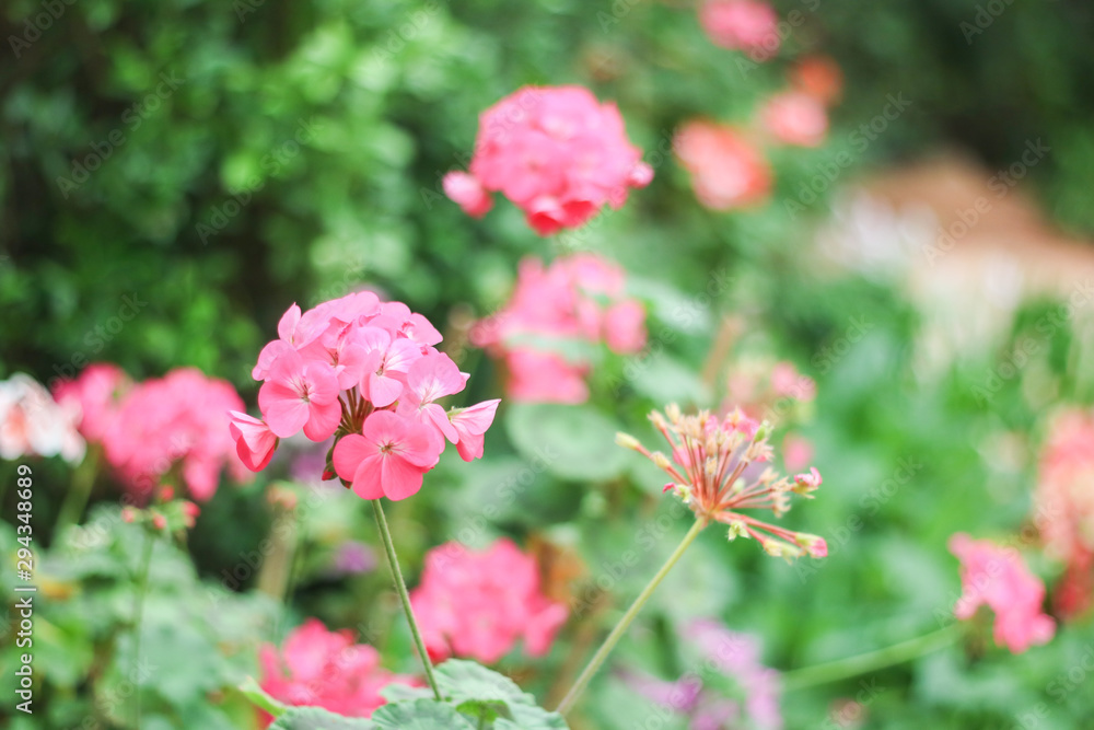 Pink flowers in the garden with bright nature light. Pink flowers in the garden with bright nature light.