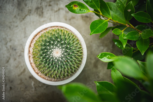 Cactus isolated in white pot on concreat table. photo