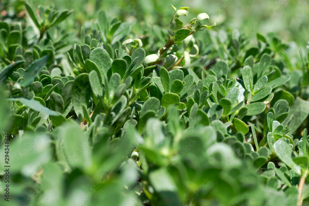 Green purslane closeup. Fleshy leaves of grass Green purslane closeup. Fleshy leaves of grass