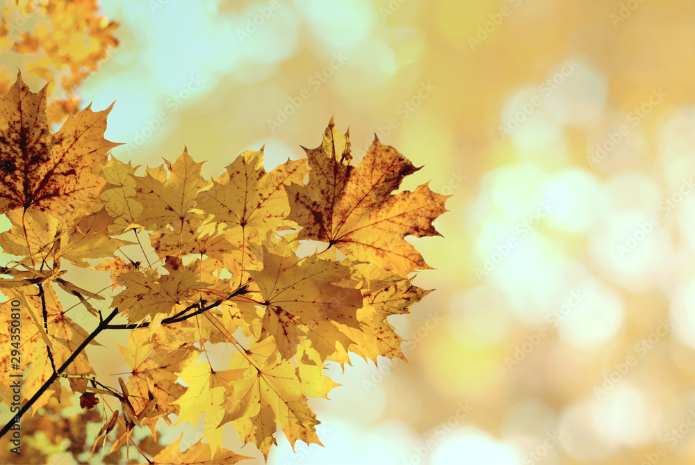 autumn yellow maple leaves in the blurred background. Natural yellow blurred background with bokeh. 