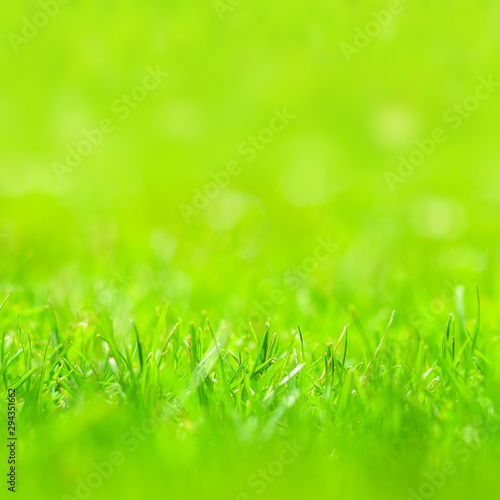 Background of freshly cut grass on the lawn with blurred background