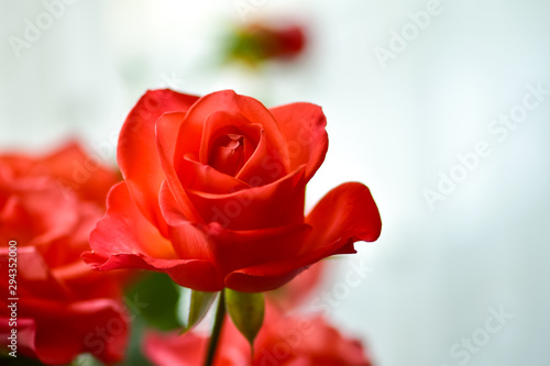 Fresh beautiful scarlet roses in natural setting close up
