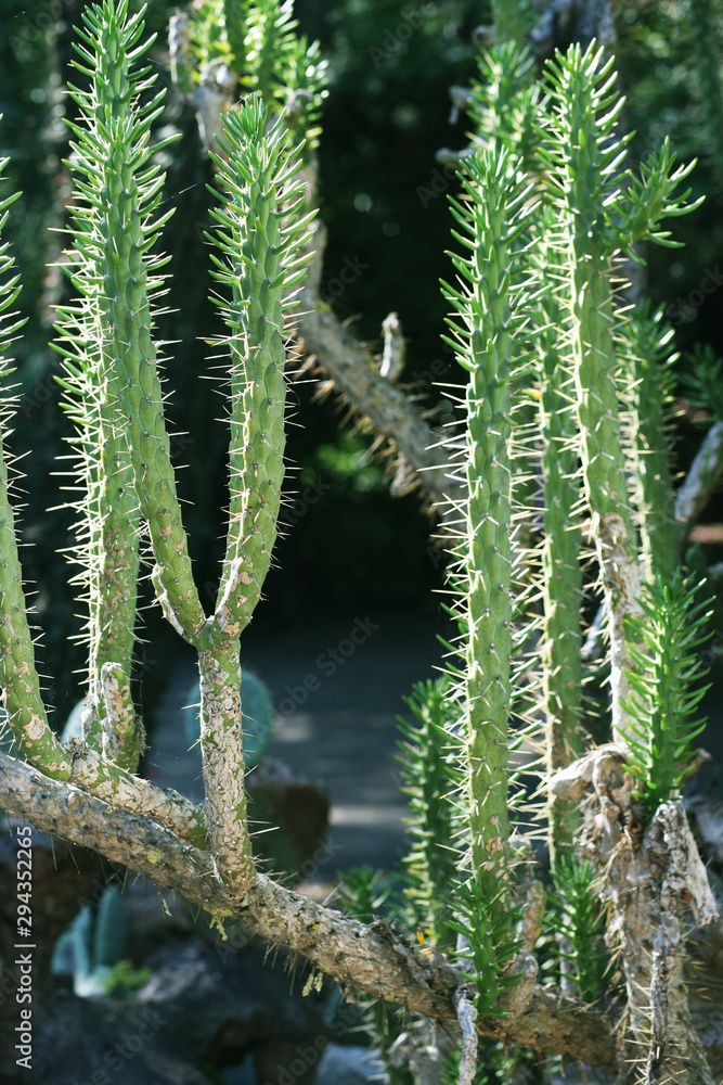 Cactuses in botanical garden, Porto, Portugal Cactuses in botanical garden, Porto, Portugal