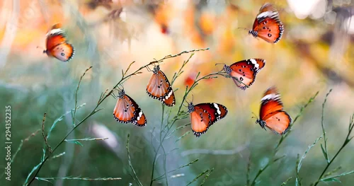 Fototapeta na wymiar Zbliżenie piękny motyl w lato ogródzie