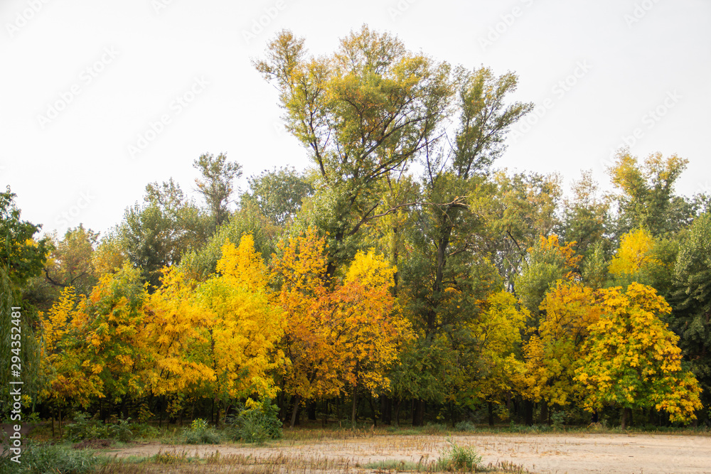 Naklejka premium Autumn bright color park with trees