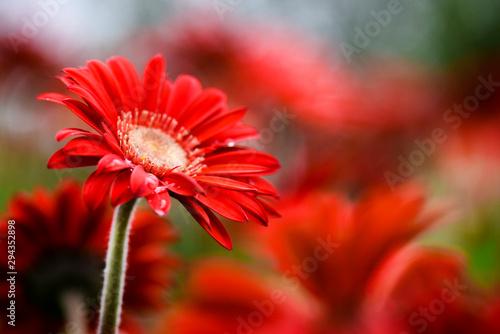Red gerbera blossom. Flower in floral garden in colorful background.