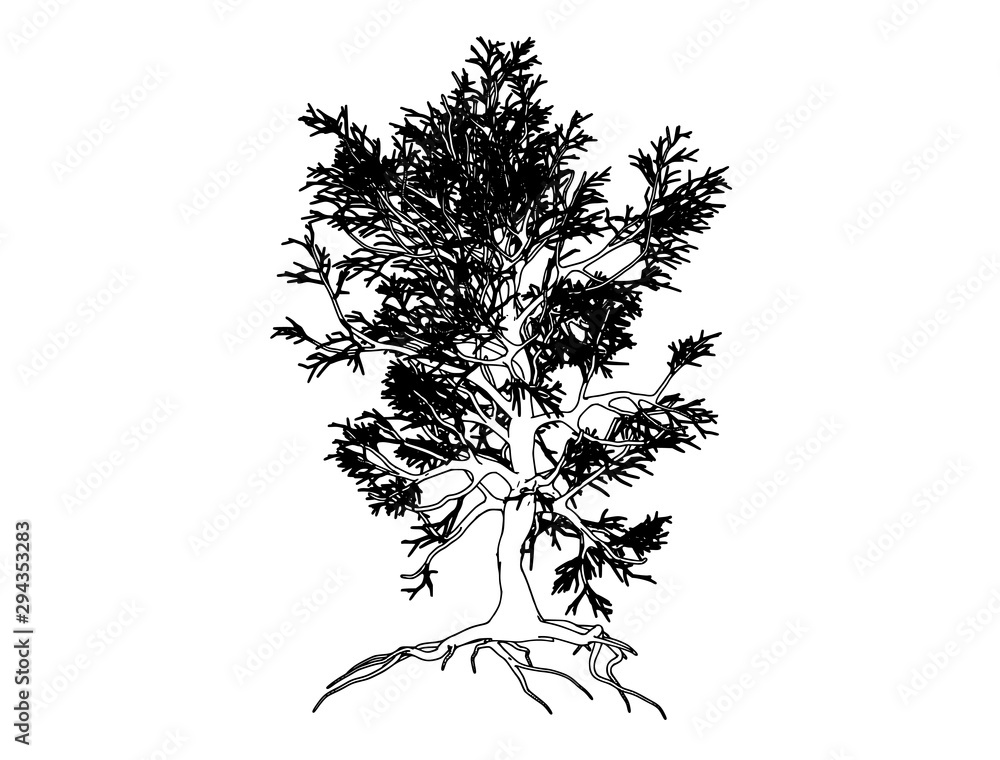 sketch of a tree on a white background vector sketch of a tree on a white background vector