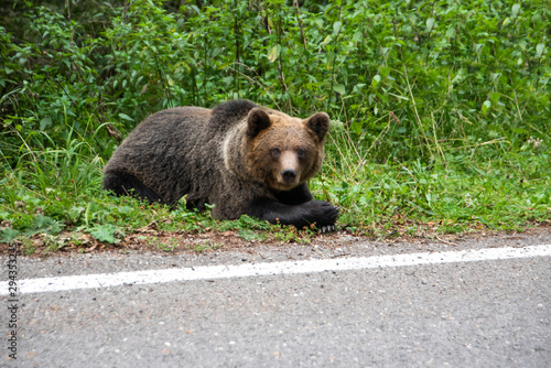 Brown bear laying on the side of the road. Wild animal on road