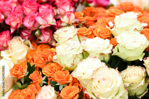 White orange and pink red roses. Beautiful colorful flowers in bunch background.