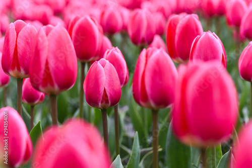 Red pink tulip flowers garden. Many Beautiful spring-flowering plant.