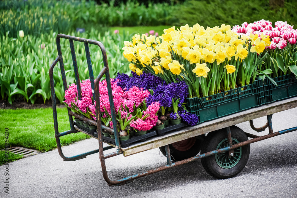 Handcart full of beautifull flowers like a hyacinth, tulips and narcissus or daffodil.