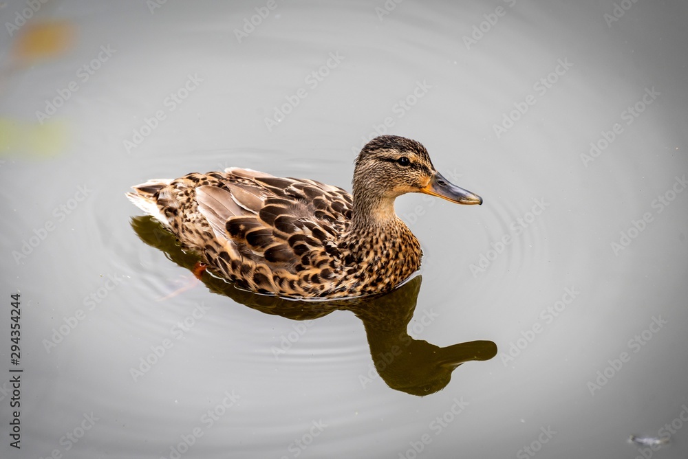 Fototapeta premium Mallard and its shadow reflecting in the water of a river