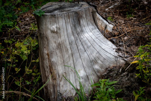 detal stump structure in the middle of the forest